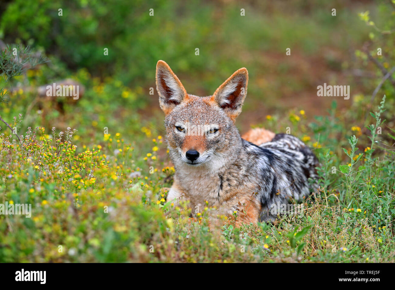 Shrubland animals hires stock photography and images Alamy