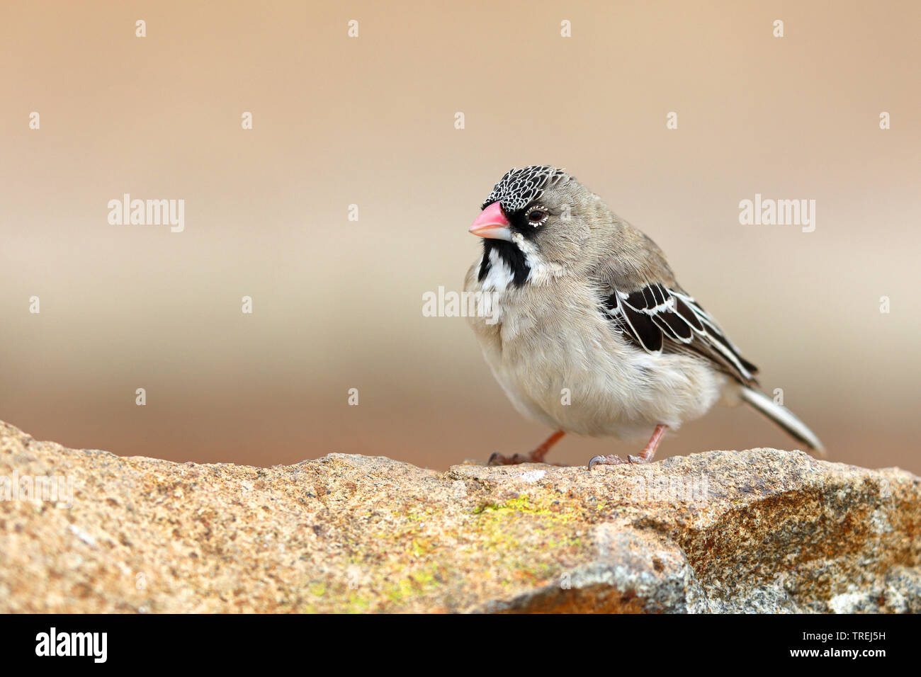 Scaly-feathered Weaver, Scaly-feathered Finch (Sporopipes squamifrons), sits on a stone, South Africa, Eastern Cape, Mountain Zebra National Park Stock Photo