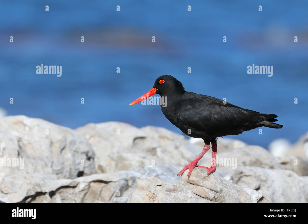 African black oystercatcher (Haematopus moquini), stands on a rock on shore, South Africa, Western Cape, Cape of Good Hope National Park Stock Photo