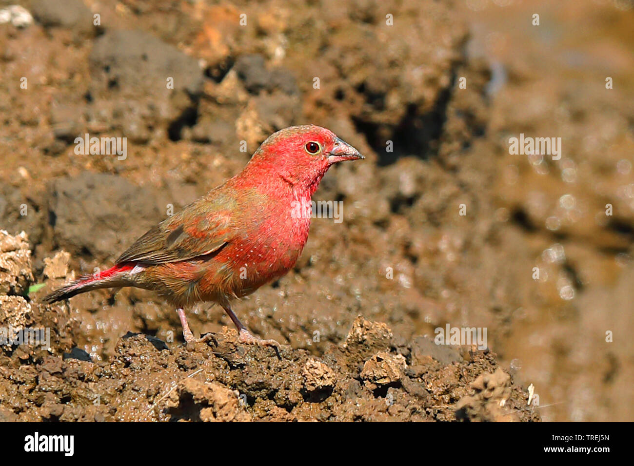 Red-billed fire finch (Lagonosticta senegala), male on the ground, South Africa, Mokala National Park Stock Photo