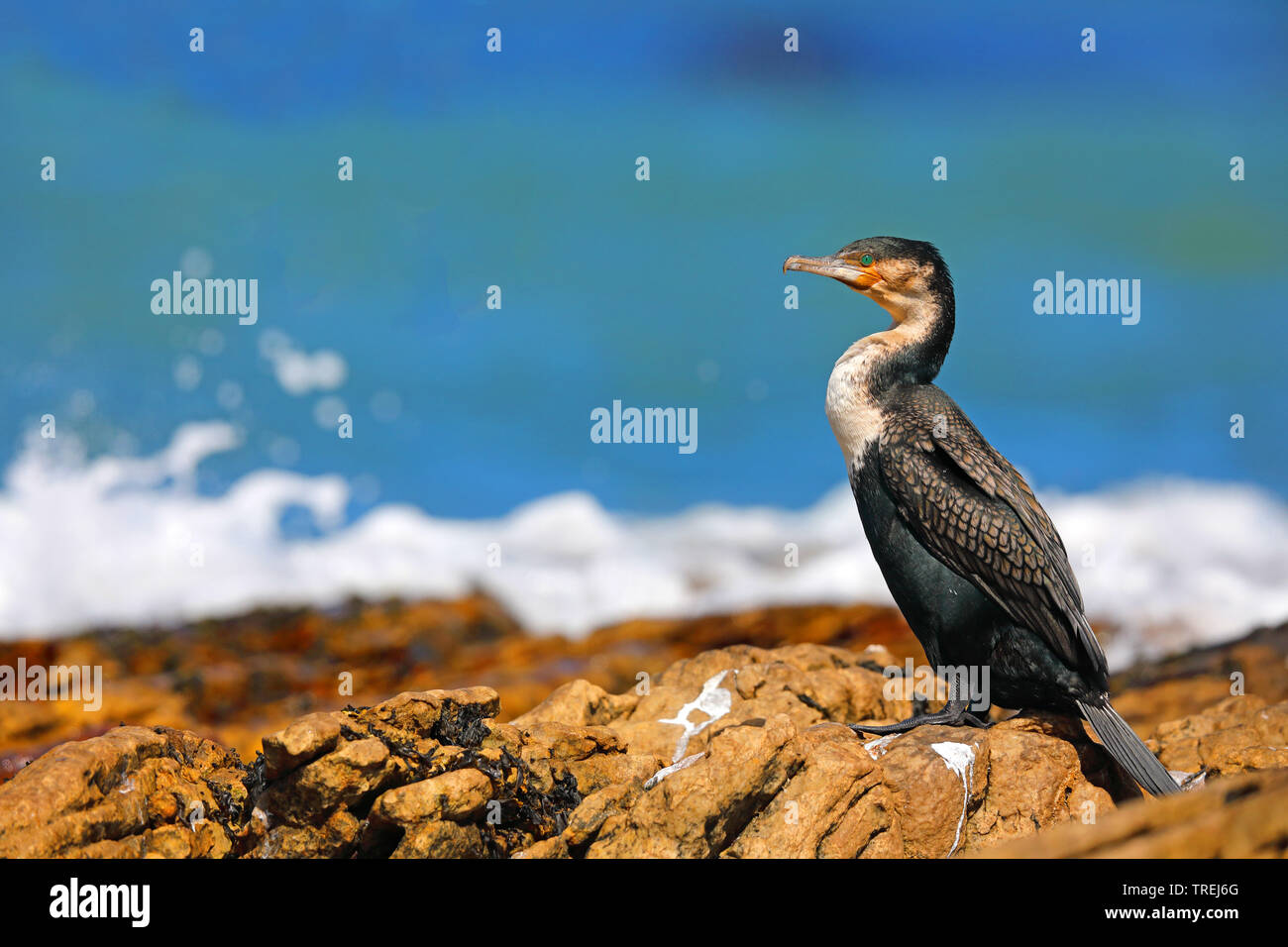 white-breasted cormorant (Phalacrocorax lucidus), sits on shore, South Africa, Western Cape, Cape of Good Hope National Park Stock Photo