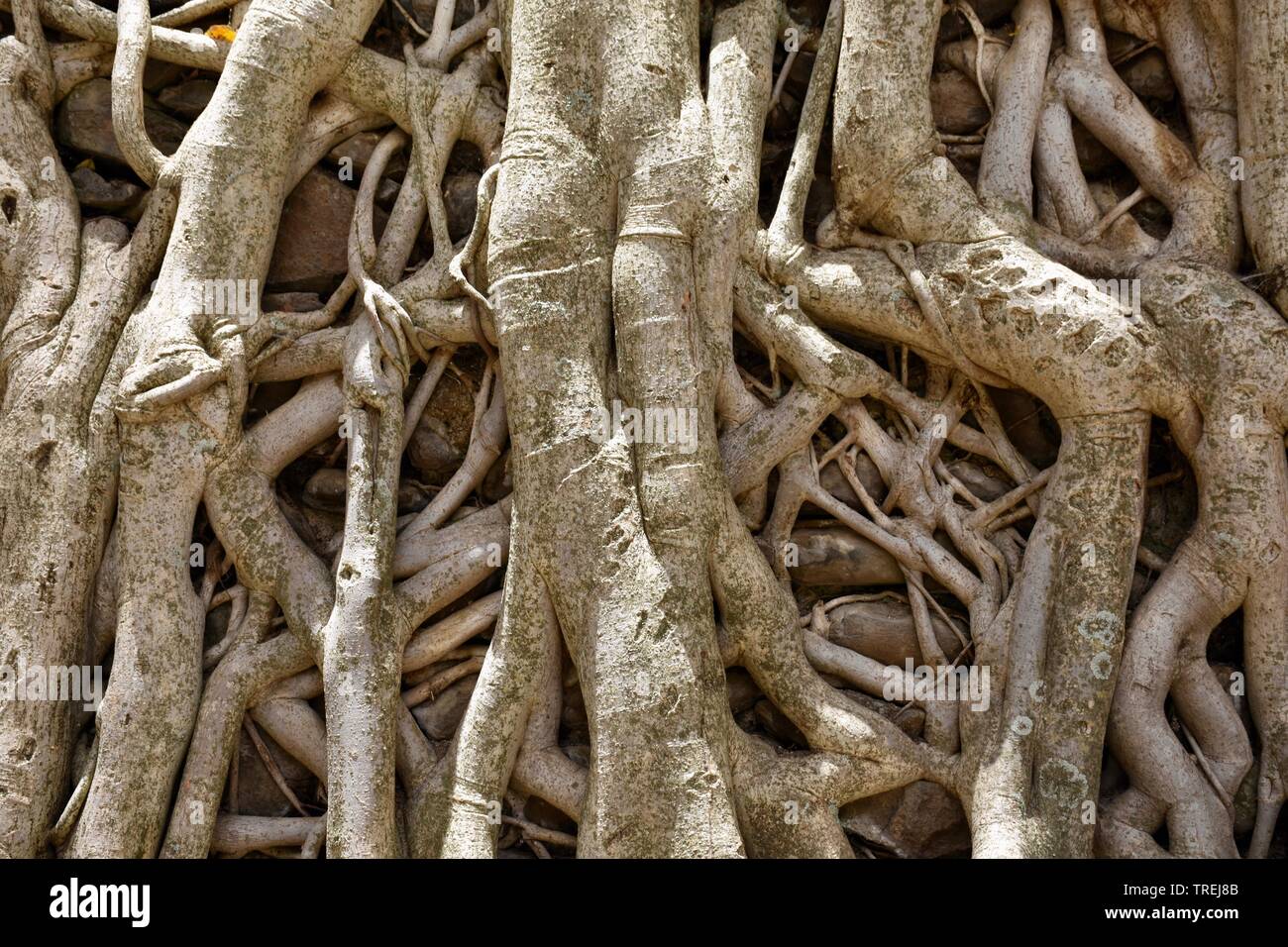 Tangle of tree roots Stock Photo - Alamy