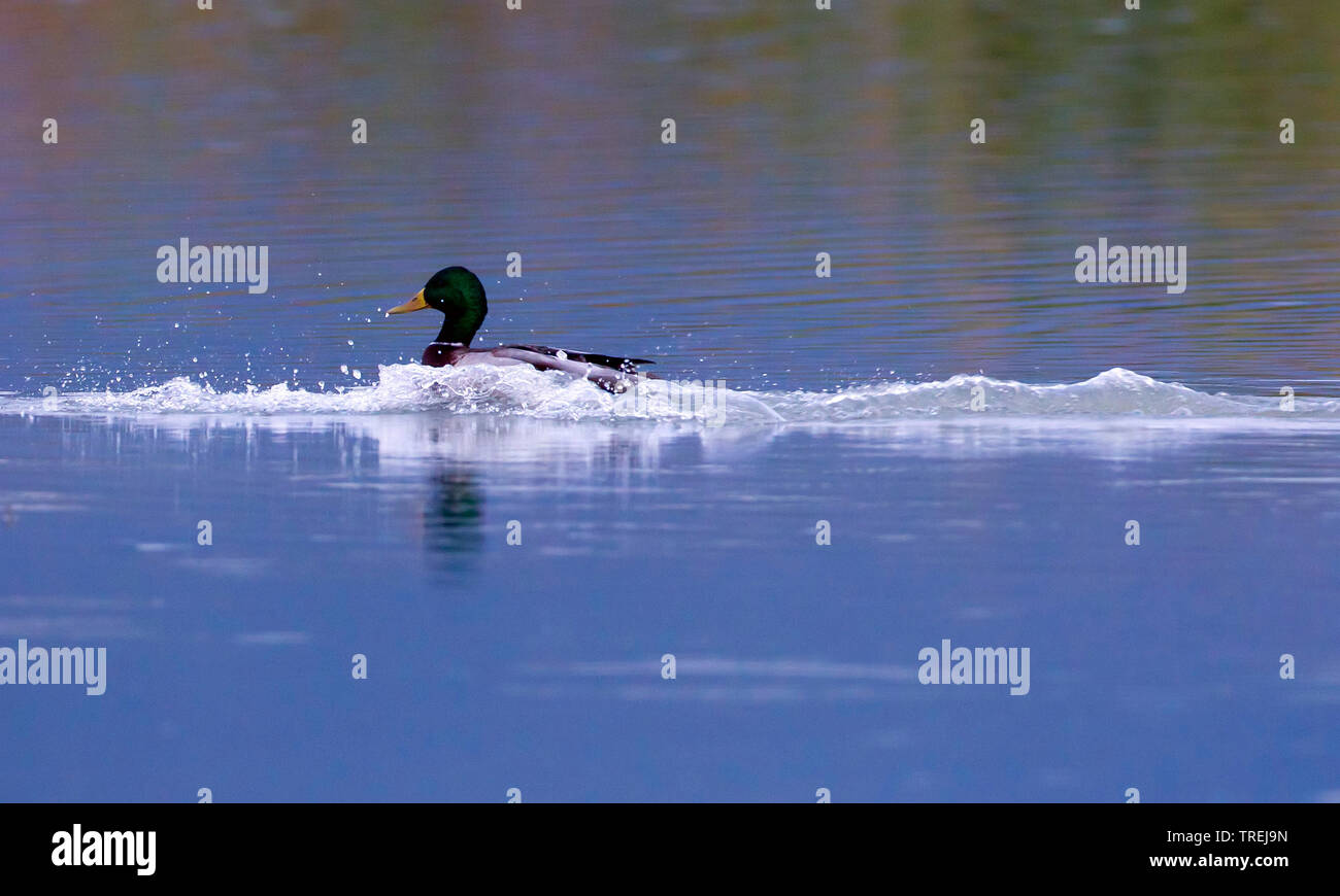 mallard (Anas platyrhynchos), male landing on water, Italy Stock Photo