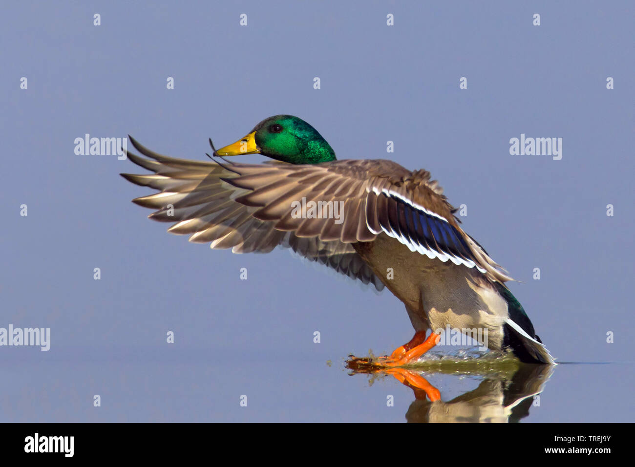 mallard (Anas platyrhynchos), male landing on water, Italy Stock Photo