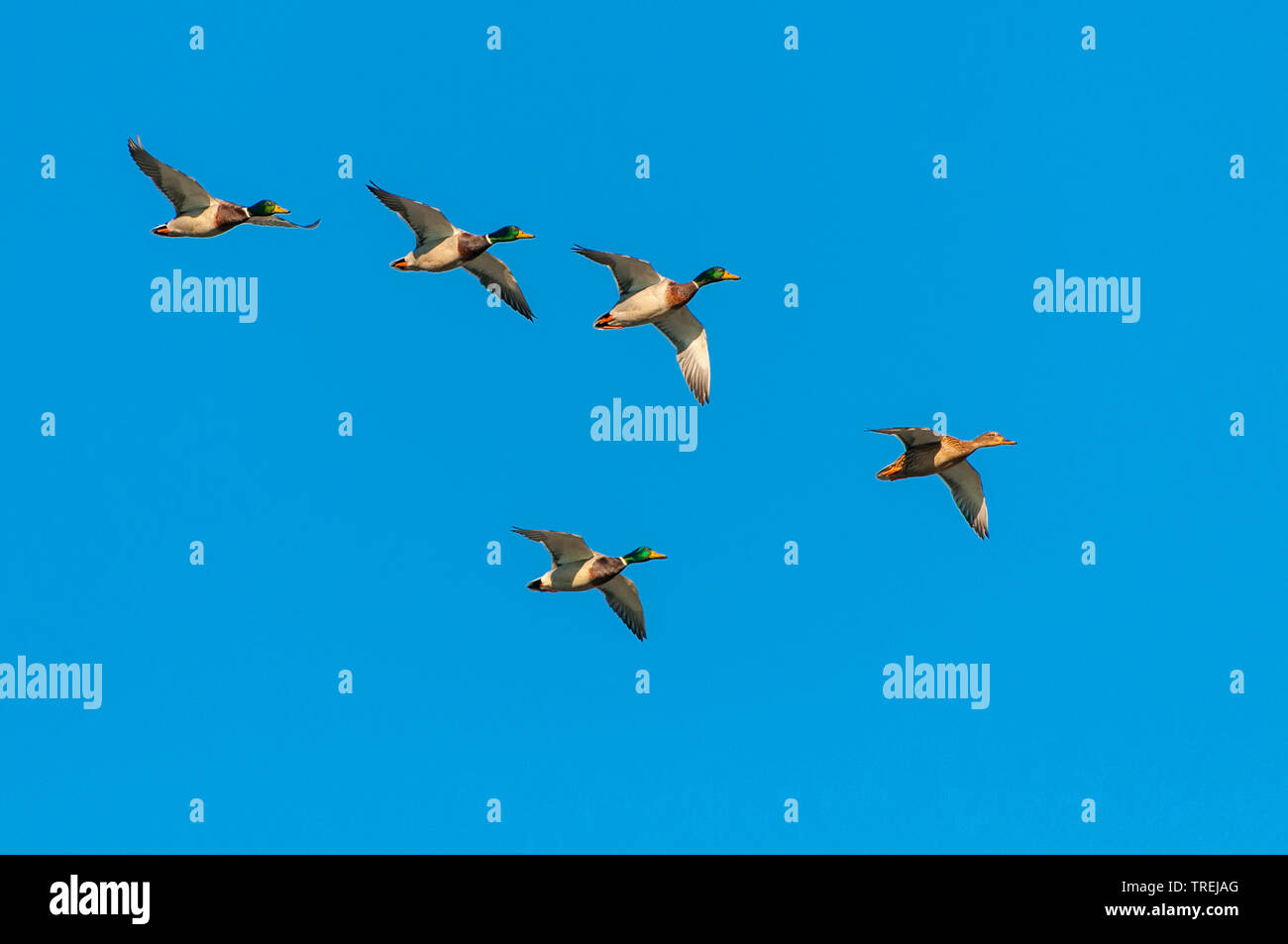 mallard (Anas platyrhynchos), troop of drakes in flight in the blue sky, view from below, Germany, Lower Saxony Stock Photo