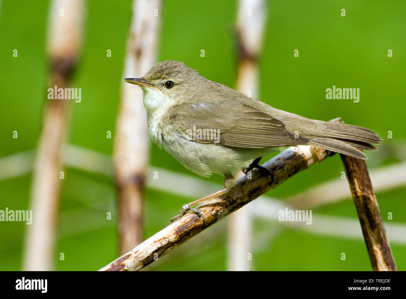 Blyth's reed warbler (Acrocephalus dumetorum), sitting on a branch, Finland Stock Photo