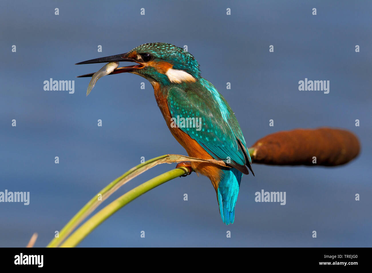 river kingfisher (Alcedo atthis), with prey in the bill, Italy Stock Photo