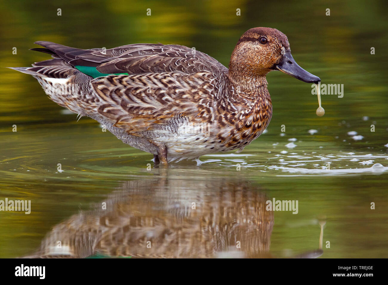 green-winged teal (Anas crecca), female in shallow water with a waterdrop at the bill, side view, Italy Stock Photo