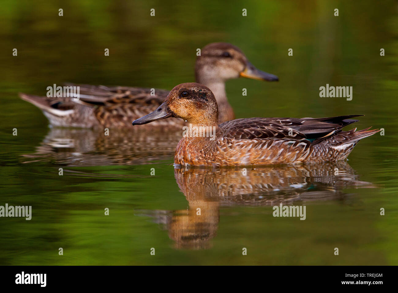 green-winged teal (Anas crecca), two females swimming on the water, Italy Stock Photo