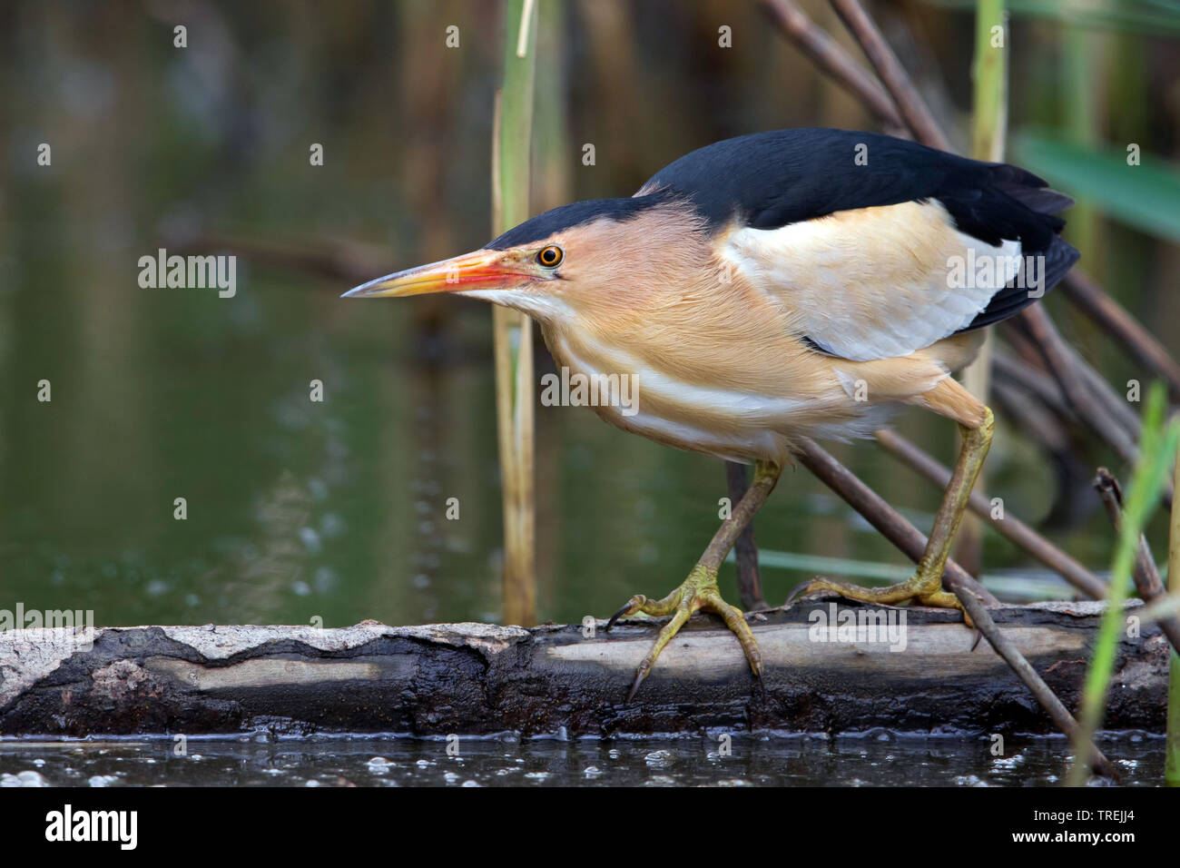 Little bittern (Ixobrychus minutus), on a floating branch, Italy Stock Photo