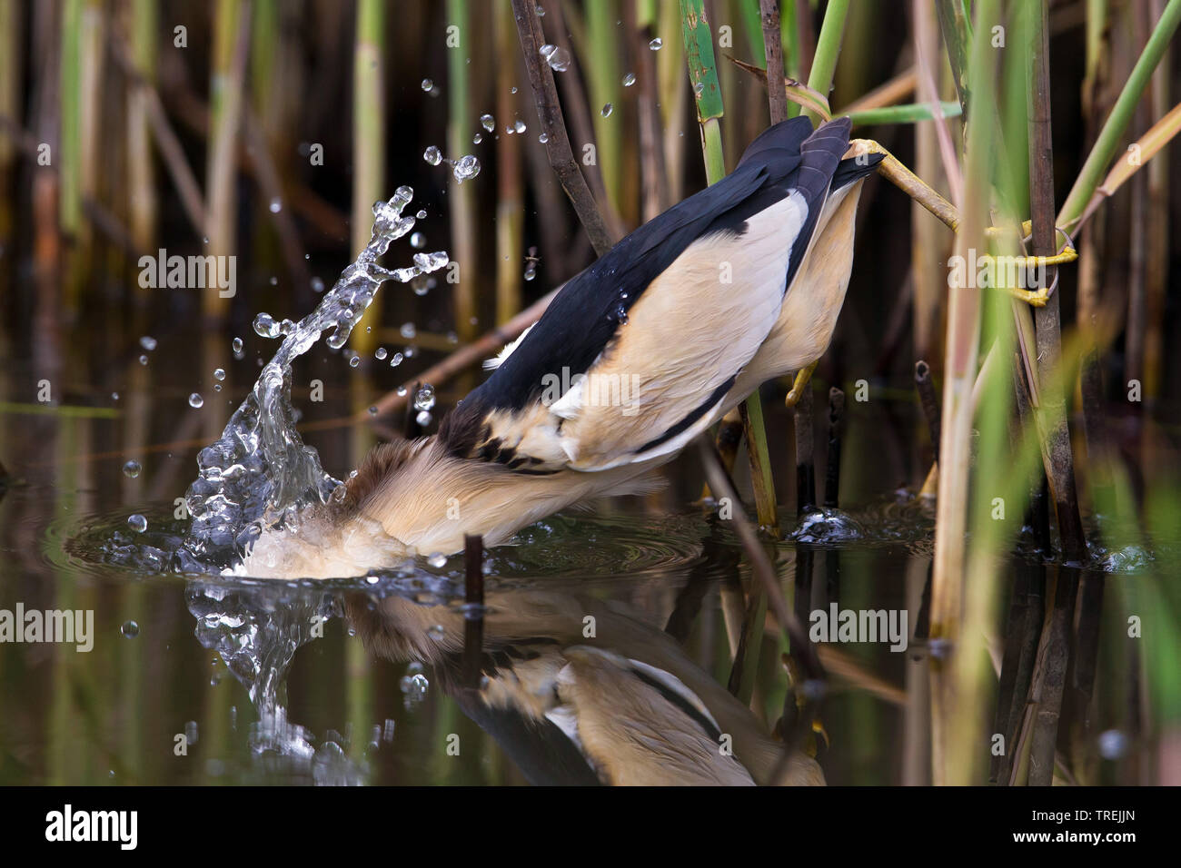 Little bittern (Ixobrychus minutus), searching for food in reed, lost the balance and splashing into the water, Italy Stock Photo