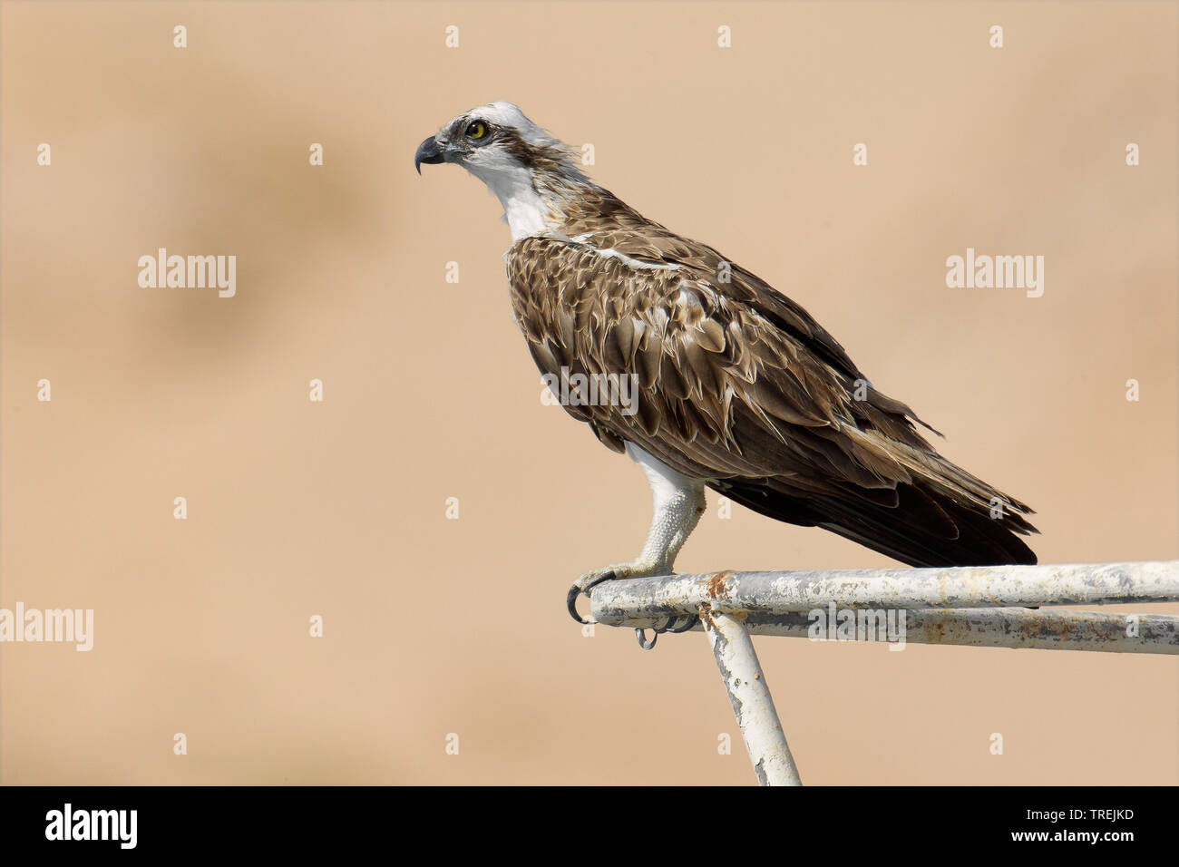 Osprey or Fish Hawk