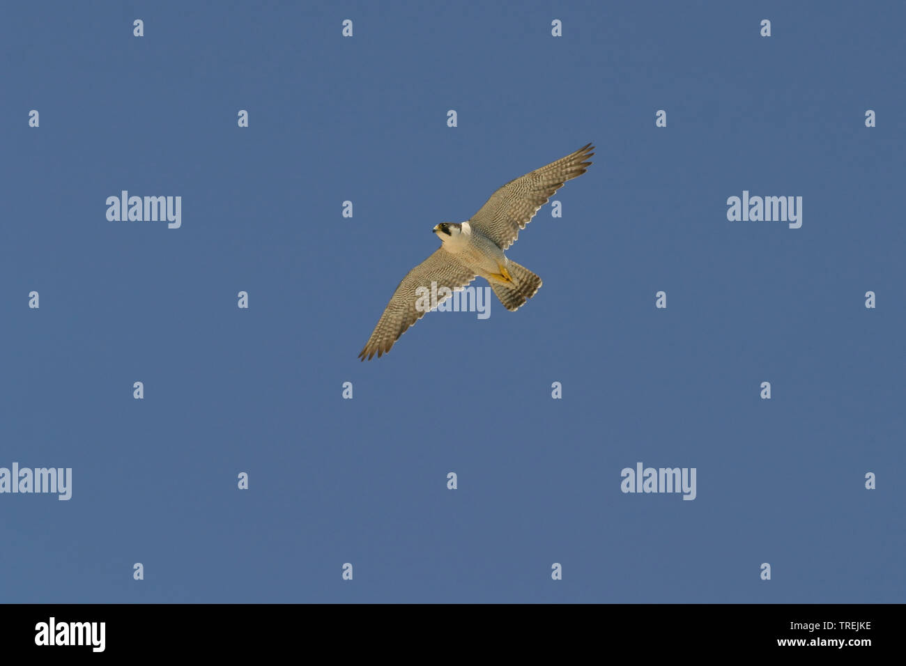 peregrine falcon (Falco peregrinus), in flight, Italy Stock Photo