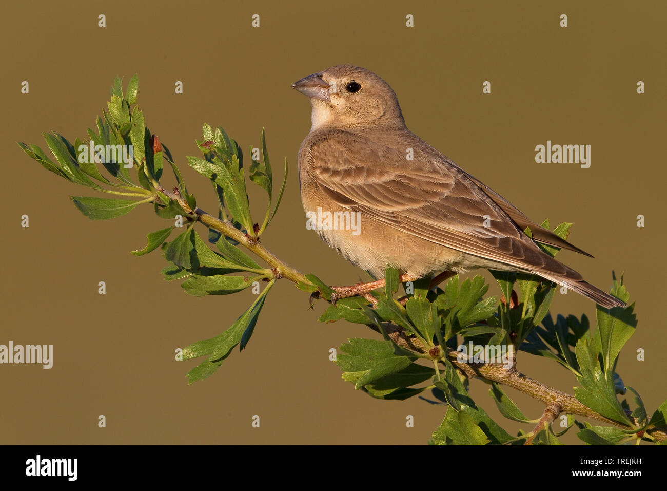 Pale Rock Sparrow (Carpospiza brachydactyla), sitting on a bush, Turkey Stock Photo