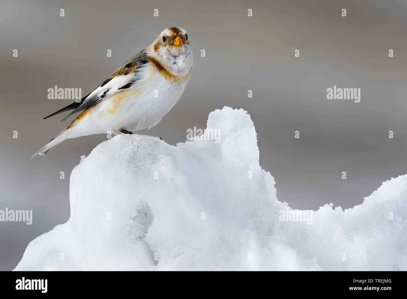 snow bunting (Plectrophenax nivalis), female in the snow, Italy Stock Photo