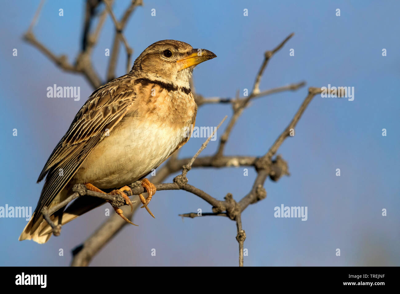 South Eastern bimaculated lark (Melanocorypha bimaculata torquata, Melanocorypha torquata), on a branch, Kazakhstan, Almaty Stock Photo