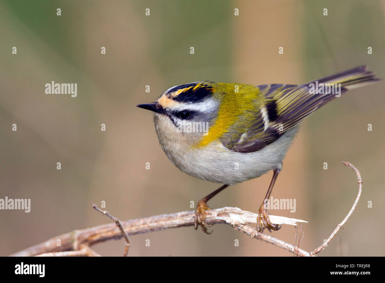 firecrest (Regulus ignicapilla, Regulus ignicapillus), on a branch, Germany Stock Photo