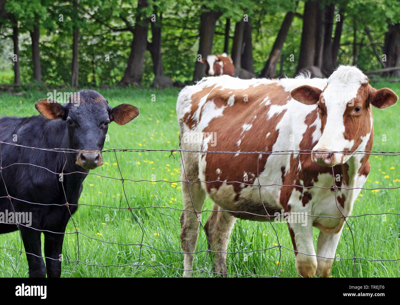 Adult brown and white cow and a young black calf standing at fence on country farm Stock Photo