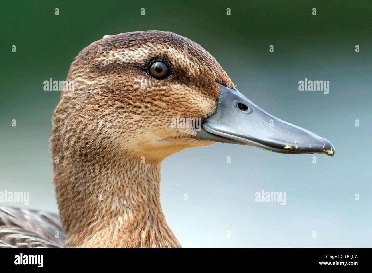 garganey (Anas querquedula, Spatula querquedula), male in eclipse plumage, portrait, Austria Stock Photo