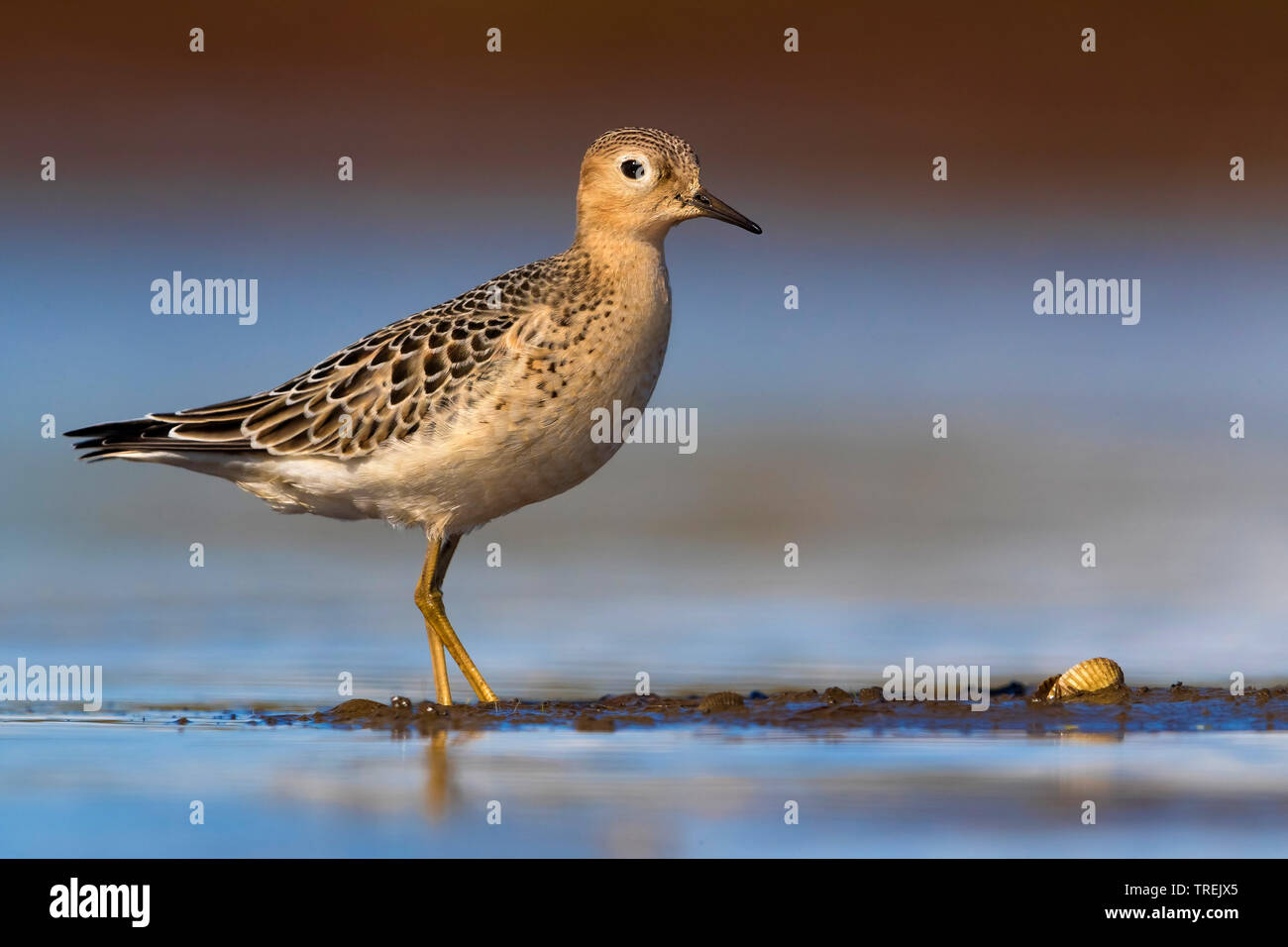 buff-breasted sandpiper (Tryngites subruficollis), standing in shallow water, Italy Stock Photo