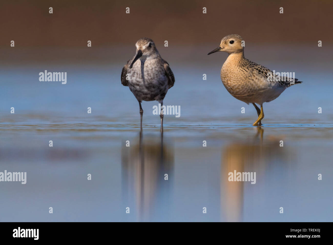 buff-breasted sandpiper (Tryngites subruficollis), standing in shallow water with dunlin, Calidris alpina, Italy, Leghorn Stock Photo