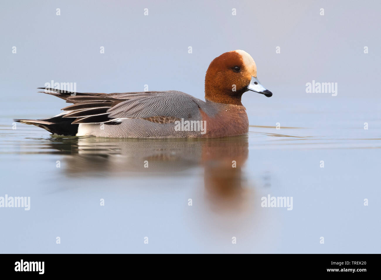 European wigeon (Anas penelope, Mareca penelope), swimming drake, side view, Italy Stock Photo