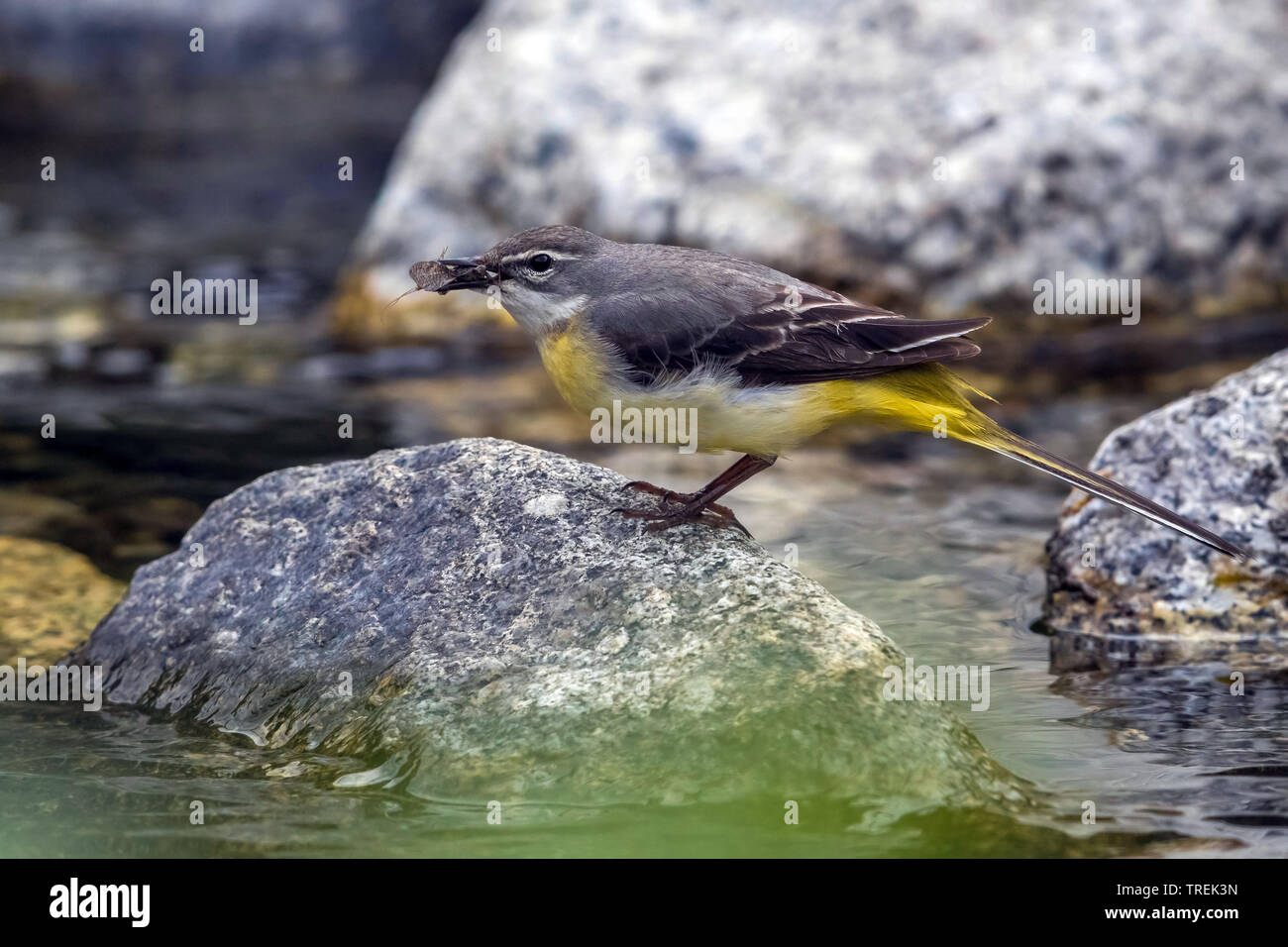 Central Asian grey wagtail (Motacilla cinerea melanope, Motacilla melanope), by the waterside with insect in the beak, Kazakhstan, Almaty, Ile Alatau National Park Stock Photo