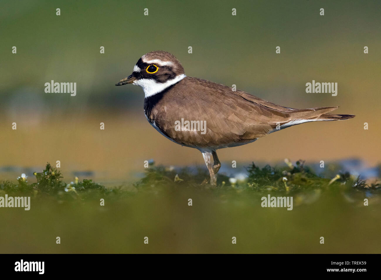 little ringed plover (Charadrius dubius), on the ground, Italy, Firenze Stock Photo