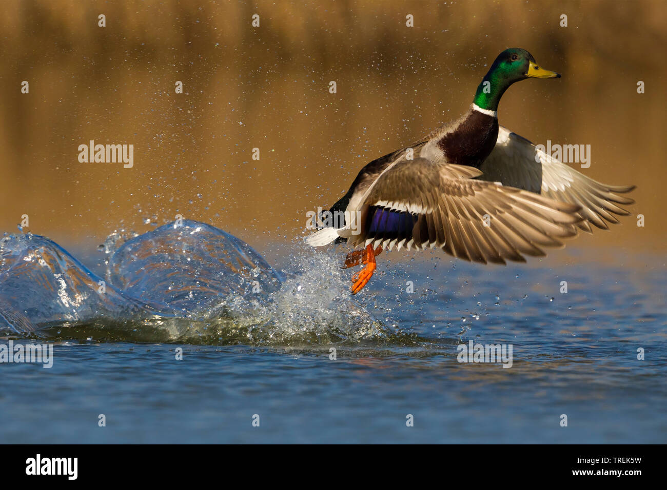 mallard (Anas platyrhynchos), drake taking off out of the water, Italy Stock Photo