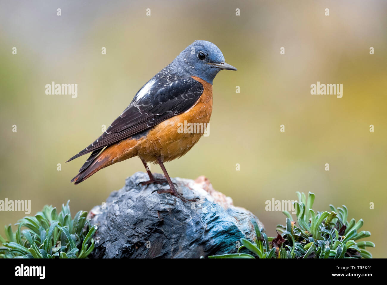 blue rock thrush (Monticola solitarius), male, Italy Stock Photo