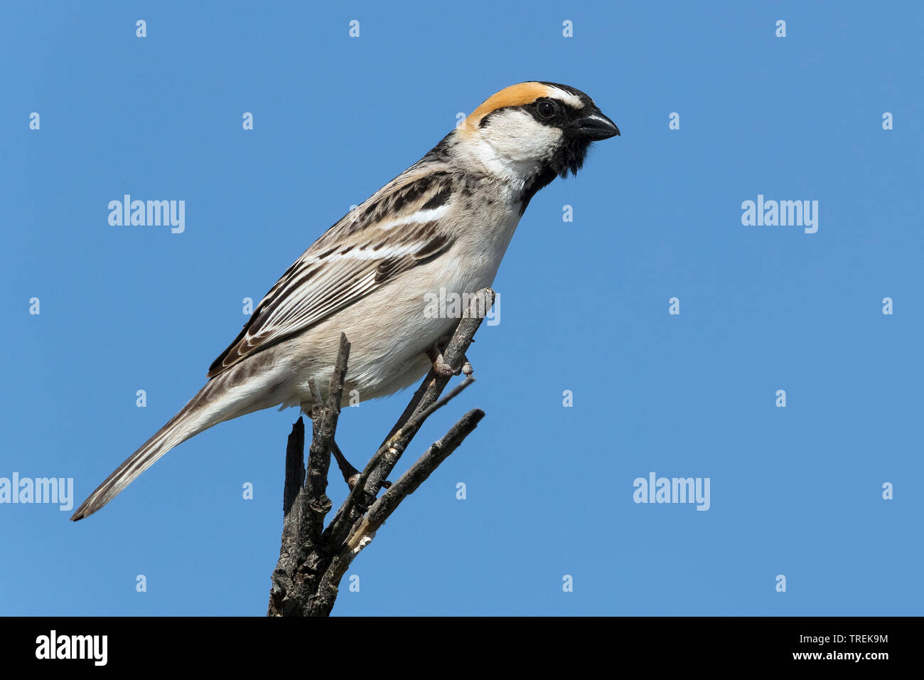 saxaul sparrow (Passer ammodendri nigricans, Passer nigricans), perching on a twig, Kazakhstan, Almaty Stock Photo