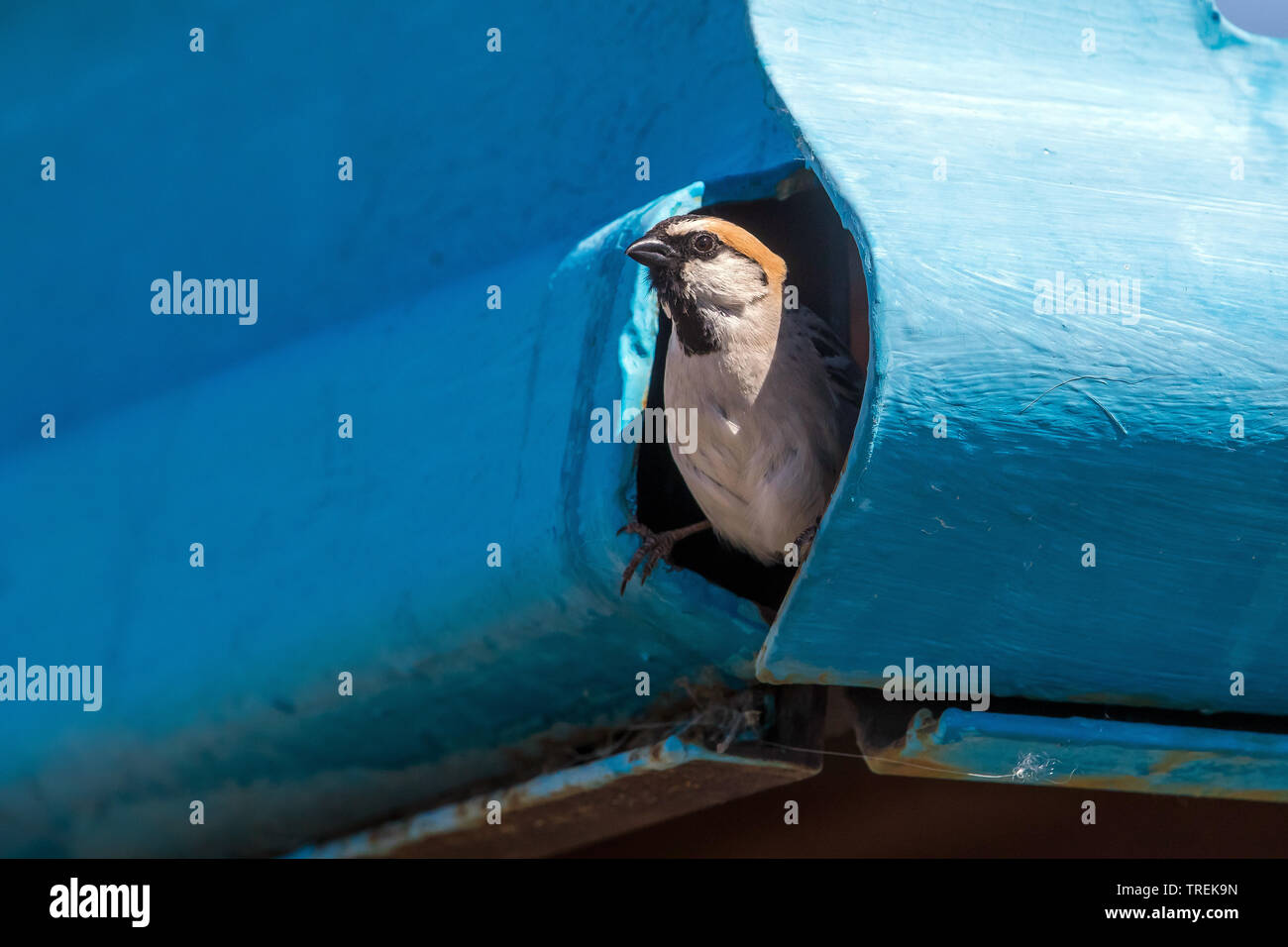 saxaul sparrow (Passer ammodendri nigricans, Passer nigricans), looking out of a hole in a roof, Kazakhstan, Almaty Stock Photo
