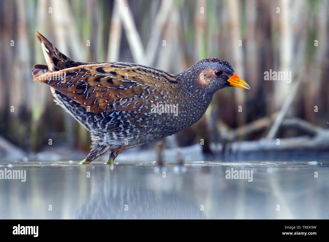 Crake Bird