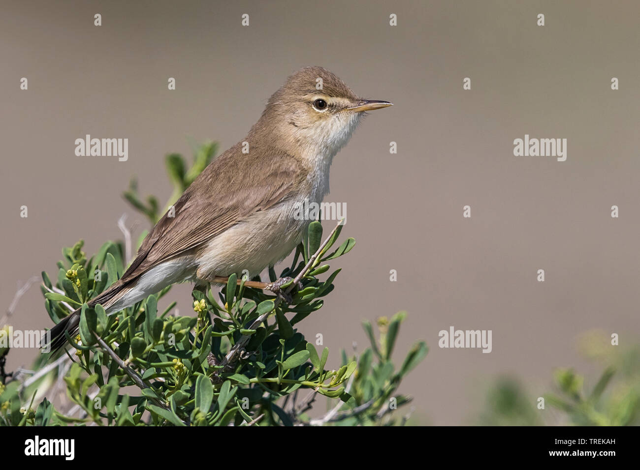 Syke's Warbler (Iduna rama, Hippolais rama), on a bush, Kazakhstan, Almaty  Stock Photo - Alamy