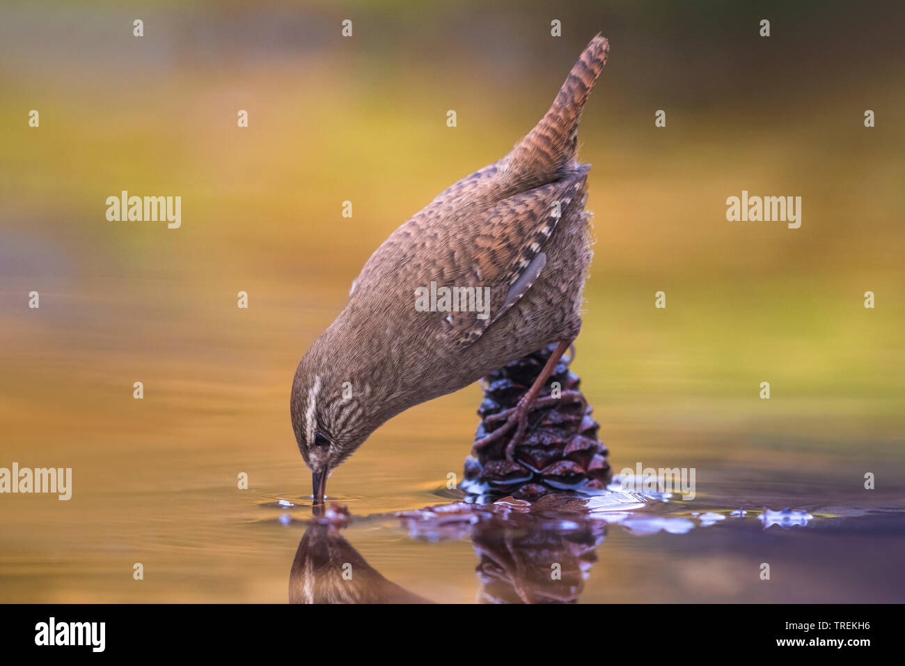 winter wren (Troglodytes troglodytes), sitting on a cone in water, drinking, Italy Stock Photo