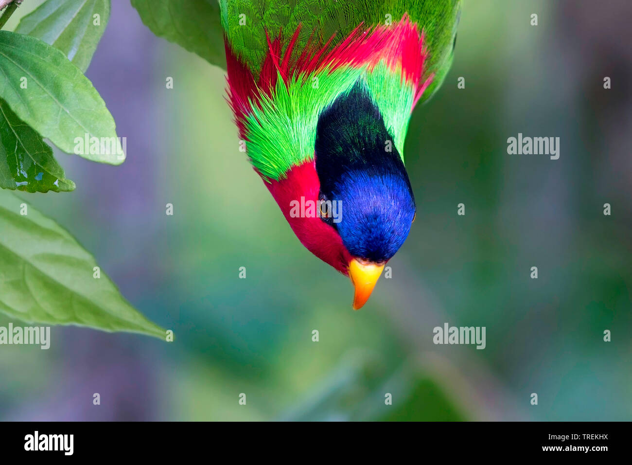 collared lory (Phigys solitarius), endemic to the islands of Fiji, Fiji Stock Photo