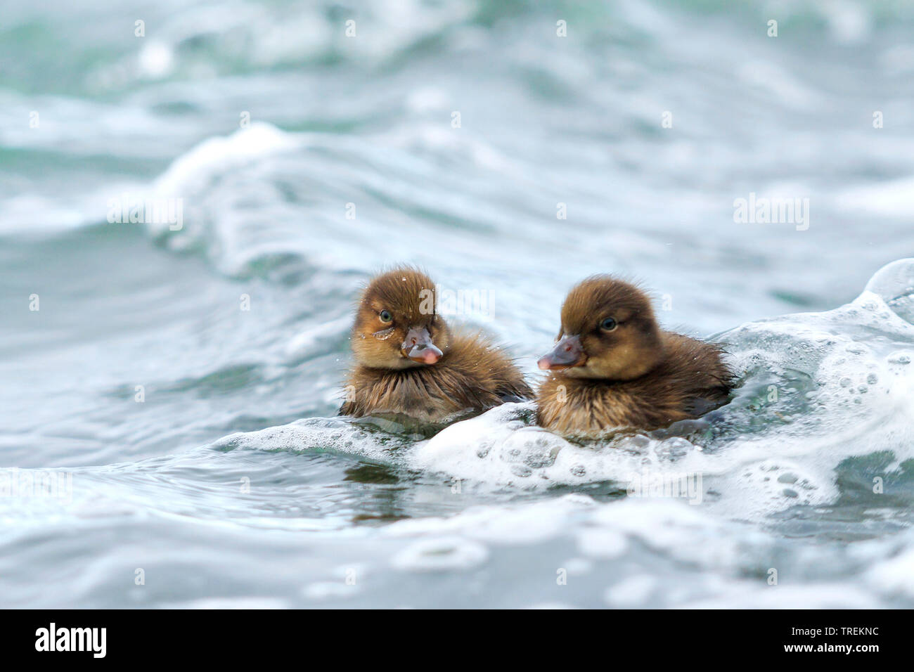 greater scaup (Aythya marila marila, Aythya marila), two swimming ducklings, front view, Iceland Stock Photo