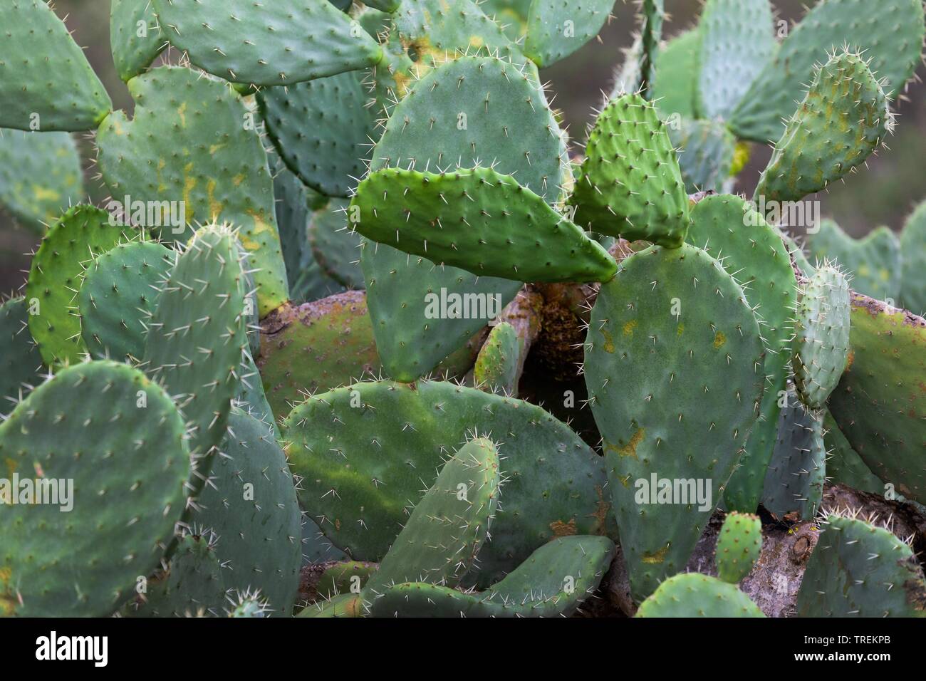 Indian fig, cactus pear (Opuntia ficusindica, Opuntia ficusbarbarica