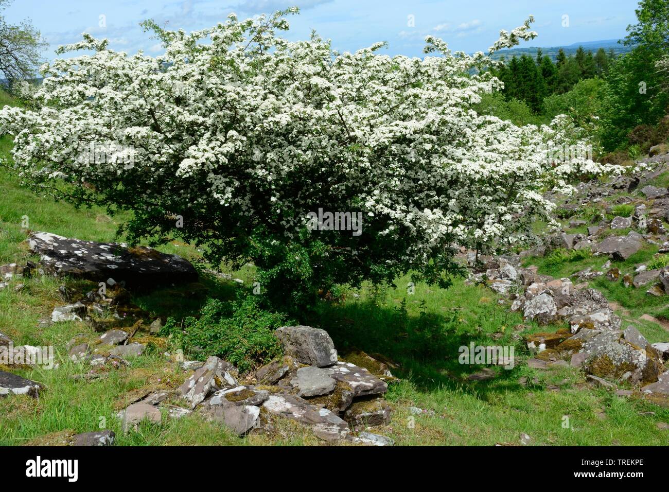 Hawthorn tree shrub in flower Crataegus monogyna deciduous native tree in the UK Brecon Beacons National Park Wales Cymru UK Stock Photo