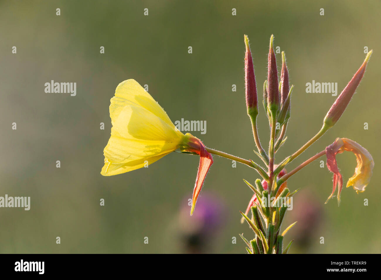 Large-Flowered Evening, Red-Sepaled Evening-Primrose, Large-Leaved Evening Primerose (Oenothera glazioviana, Oenothera erythrosepala), flower with buds, Germany Stock Photo