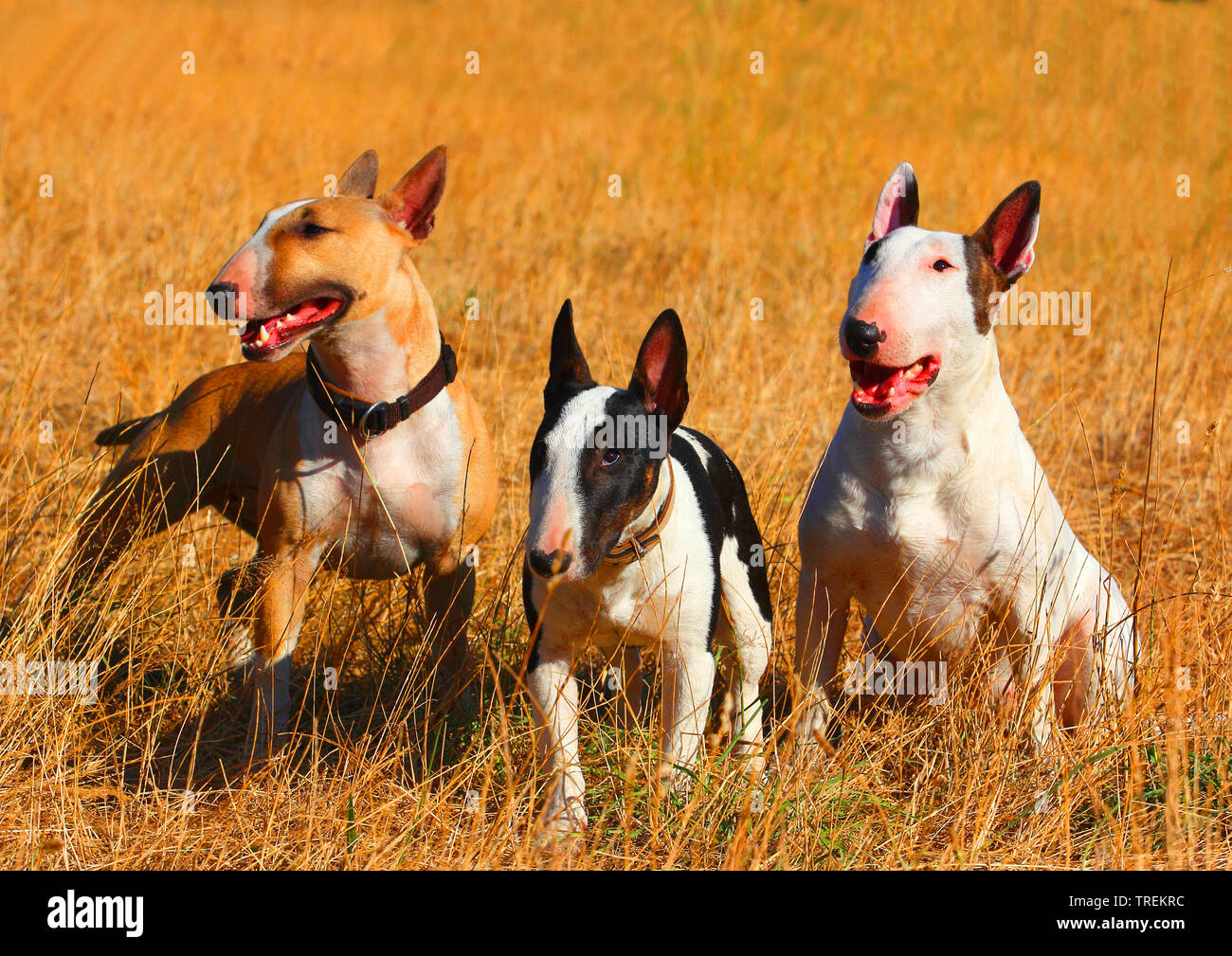 bull terrier trekking