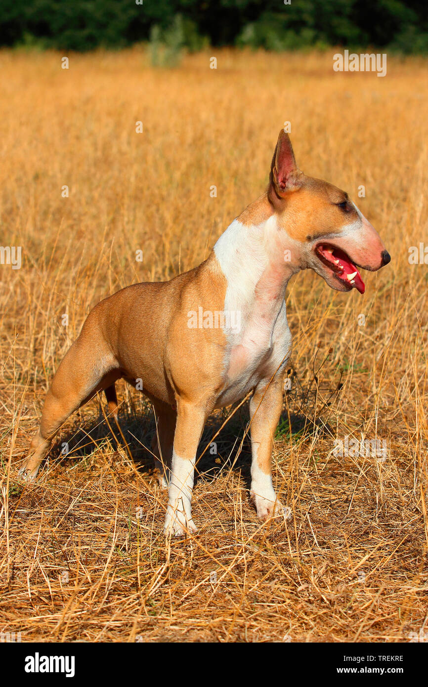 bull terrier trekking