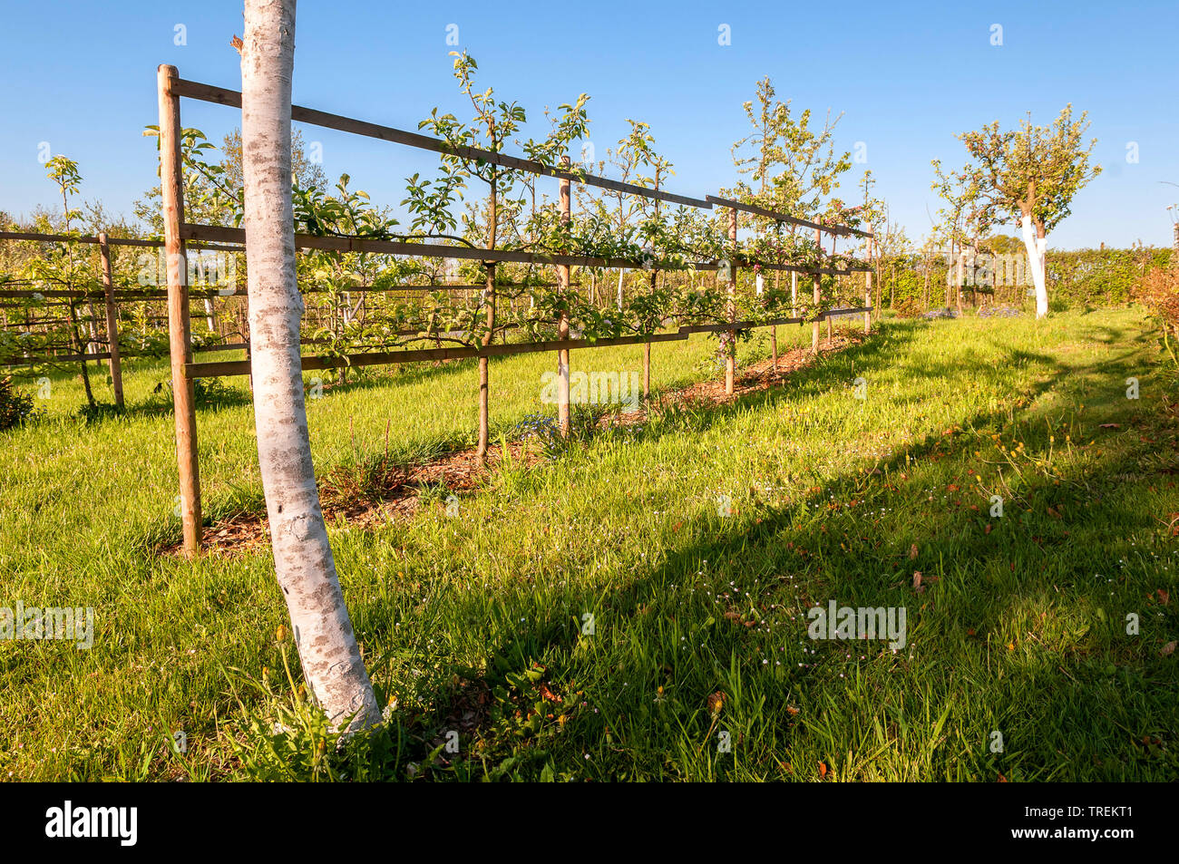 apple tree (Malus domestica), espalier fruit, Germany Stock Photo Alamy