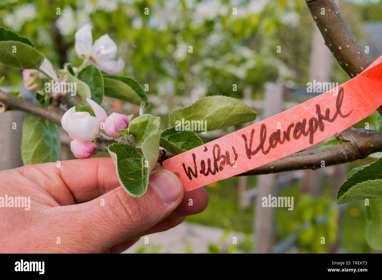 apple tree (Malus domestica 'Weisser Klarapfel', Malus domestica Weisser Klarapfel), lable lettering the cultivar Weisser Klarapfel , Germany Stock Photo