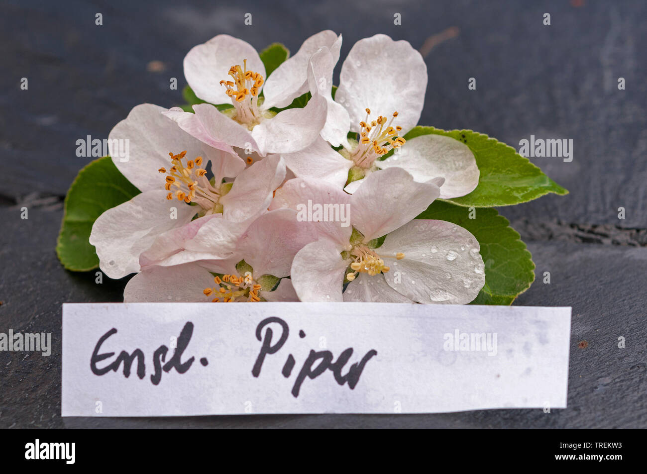 apple tree (Malus domestica 'Englischer Piper', Malus domestica Englischer Piper), apple flowers of an old cultivars with etiquette, Englischer Piper, Germany Stock Photo