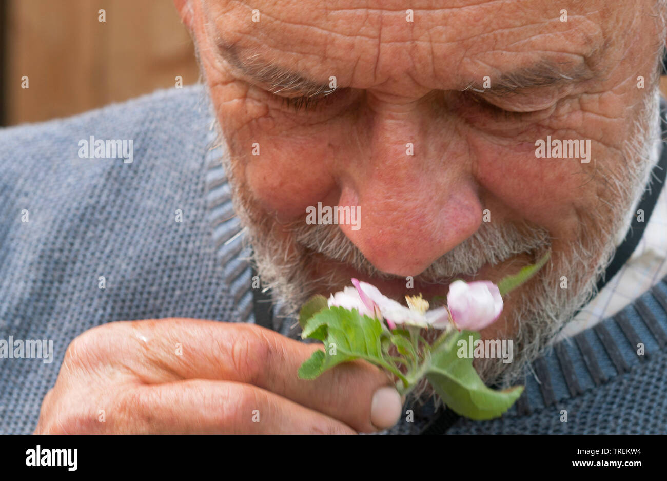 apple tree (Malus domestica), man smelling at an apple blossom, Germany Stock Photo