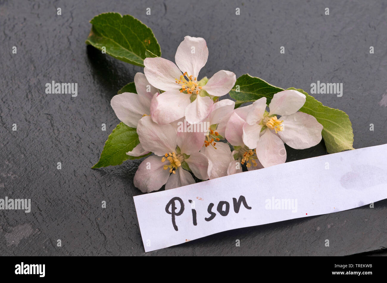 apple tree (Malus domestica 'Pison', Malus domestica Pison), apple flowers of an old cultivars with etiquette, Pison, Germany Stock Photo