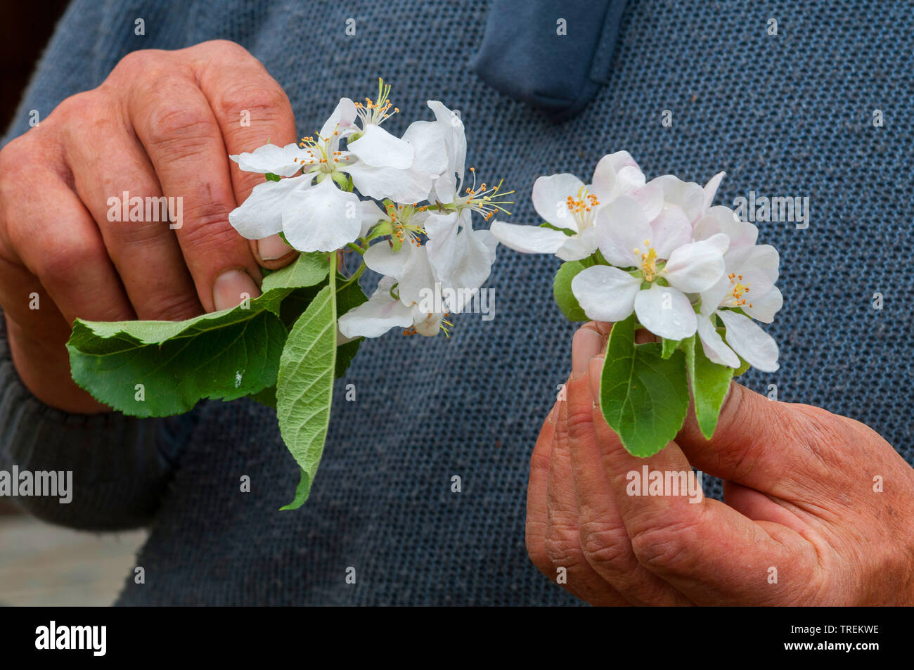 apple tree (Malus domestica), man comparing apple blossoms of different cultivars, Germany Stock Photo