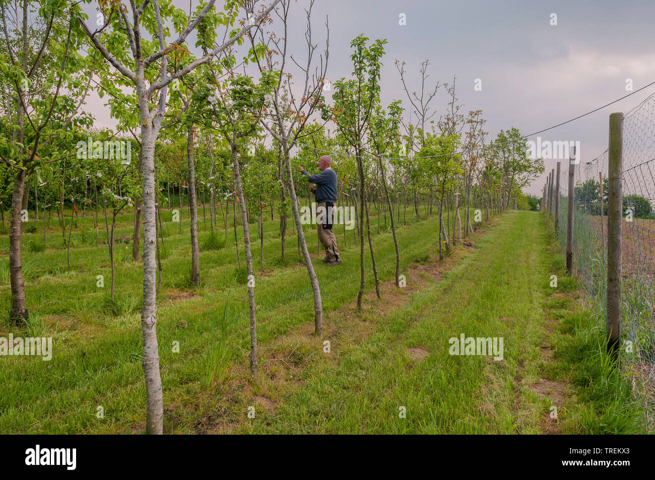 apple tree (Malus domestica), mal checking fruit trees in a nursery, Germany Stock Photo