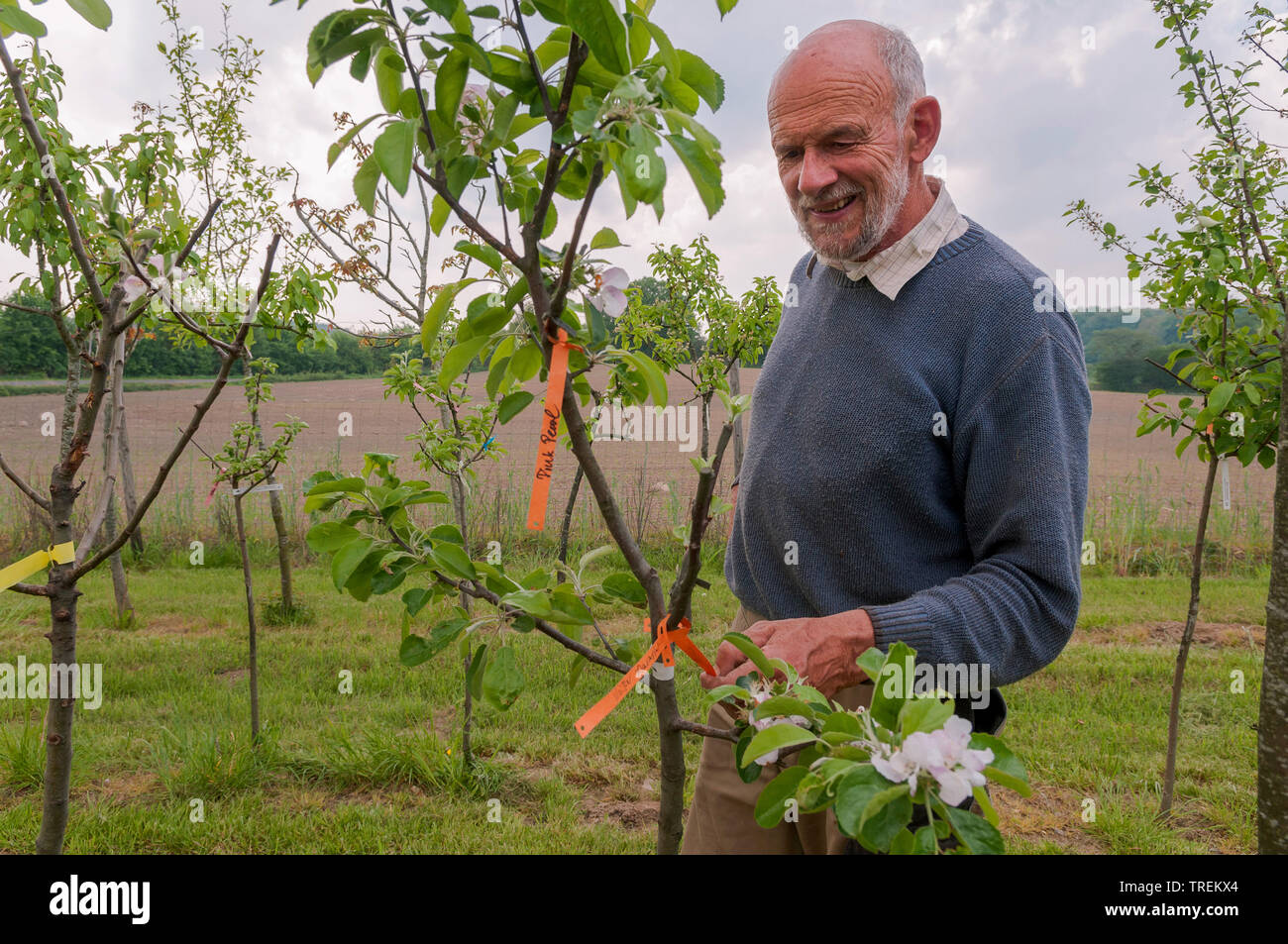 apple tree (Malus domestica), mal checking fruit trees in a nursery, Germany Stock Photo